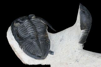 Odontochile Trilobite With Paralejurus - Morocco #178105