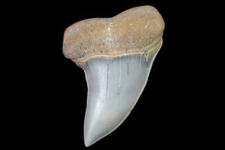 1.45" Fossil Shark Tooth (Carcharodon planus) - Bakersfield, CA - Fossil #178297