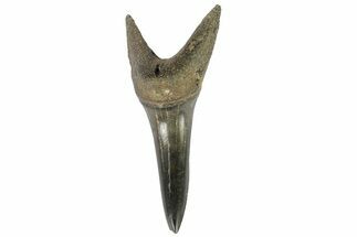 Fossil Shark (Hemipristis) Lower Tooth #178628