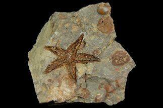 Fossil Starfish (Petraster?) & Edrioasteroids - Morocco #178810