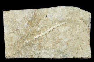 1.7" Archimedes Screw Bryozoan Fossil - Alabama - Fossil #178180