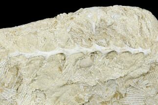 1.4" Archimedes Screw Bryozoan Fossil - Alabama - Fossil #178182