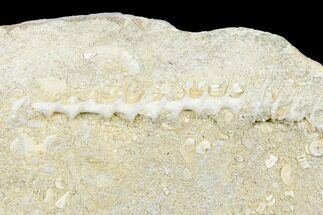 1.7" Archimedes Screw Bryozoan Fossil - Alabama - Fossil #178186