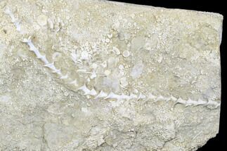 Archimedes Screw Bryozoan Fossil - Alabama #178246