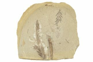 Fossils Grade A - Montana #179666