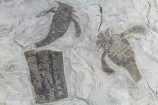 Two Eurypterus (Sea Scorpion) Fossils - New York #179503