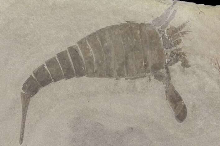 6.4" Eurypterus (Sea Scorpion) Fossil - New York