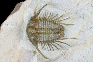 1.45" Spiny Cyphaspides Trilobite - Jorf, Morocco - Fossil #179900