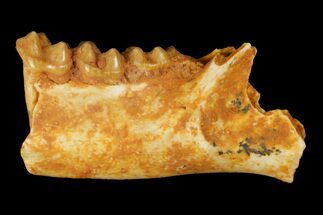 Eocene Primate (Necrolemur) Jaw Section - France #179975