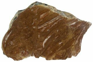 Polished Stromatolite (Gongylina) Section - Billion Years #180069