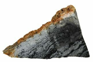 Polished Stromatolite (Alcheringa) Slice - Billion Years #180002