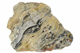 Polished Linella Avis Stromatolite - Million Years #180115