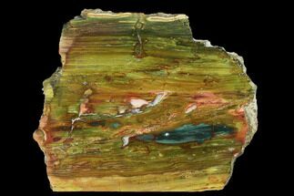 Polished, Gary Green (Larsonite) Petrified Wood - Oregon #180195