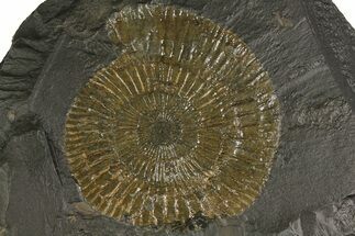 Dactylioceras Ammonite Fossil- Posidonia Shale, Germany #180349