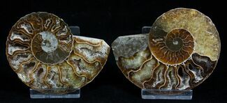 Inch Polished Ammonite (Pair) #1982