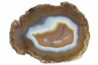 5.3" Polished Laguna Agate Slab - Mexico - Crystal #180594