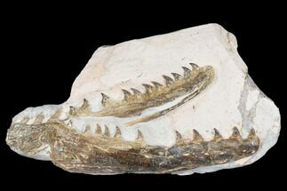 Associated Fossil Mosasaur (Tethysaurus) Jaws - Asfla, Morocco #180853