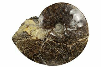 4.3" Ammonite (Placenticeras) Fossil - Eastern Montana - Fossil #180803