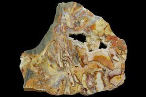Ibis Jasper For Sale - FossilEra.com