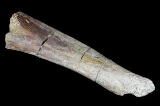 Permian Synapsid (Dimetrodon) Bone - Texas #181310