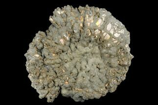 Iridescent, Pyritized Ammonite Fossil - Russia #181226