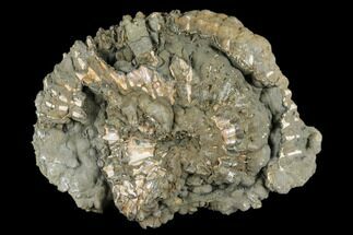 Iridescent, Pyritized Ammonite Fossil - Russia #181227