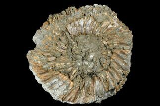 Pyrite Encrusted Ammonite Fossil - Russia #181240