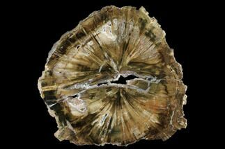 Triassic Petrified Wood (Woodworthia) Round - Zimbabwe #181836