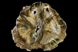 10" Triassic Petrified Wood (Woodworthia) End Cut - Zimbabwe - Fossil #181839