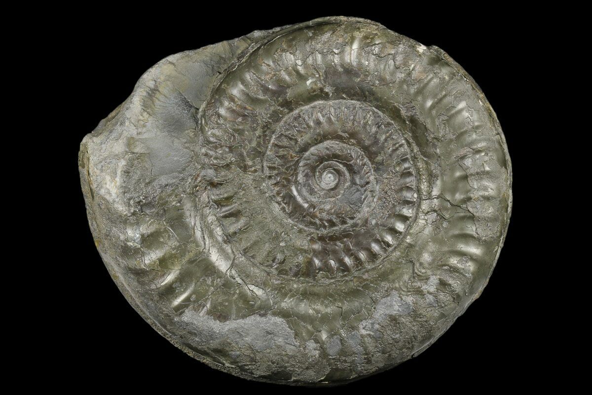 Hildoceras - Somerset Jurassic Ammonite Fossil UK FSE204 ✔100% Genuine 