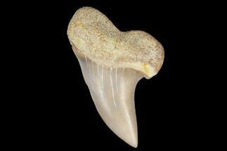 1.36" Fossil Shark Tooth (Carcharodon planus) - Bakersfield, CA - Fossil #178330