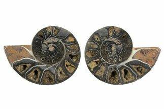 Cut/Polished Ammonite Pair - Unusual Black Color #166733