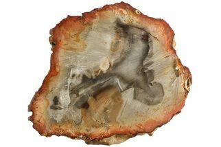 Petrified Wood (Araucaria) Slab - Madagascar #182957