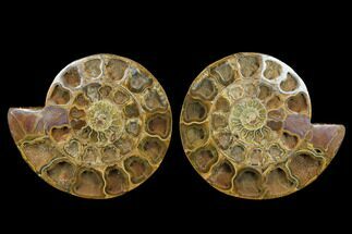 Cut & Polished Ammonite Fossil - Jurassic #183362