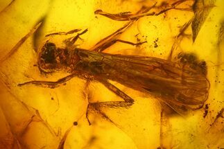 Large, Detailed Fossil Stonefly (Plecoptera) In Baltic Amber #183573