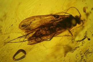 Fossil Caddisfly (Trichoptera) & a Fly (Diptera) in Baltic Amber #183594