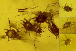 Several Fossil Mites (Acari) In Baltic Amber - + Flies! #183609