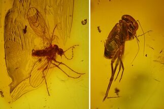 Fossil Immature Barklouse (Psocoptera) & Fly (Diptera) in Baltic Amber #183605