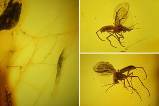 Fossil Spider Web and Flies in Baltic Amber - Rare! #183660