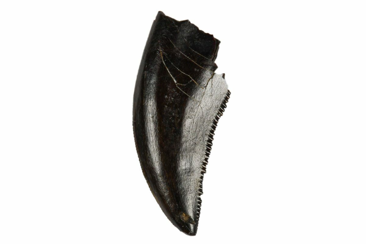 dromaeosaur tooth