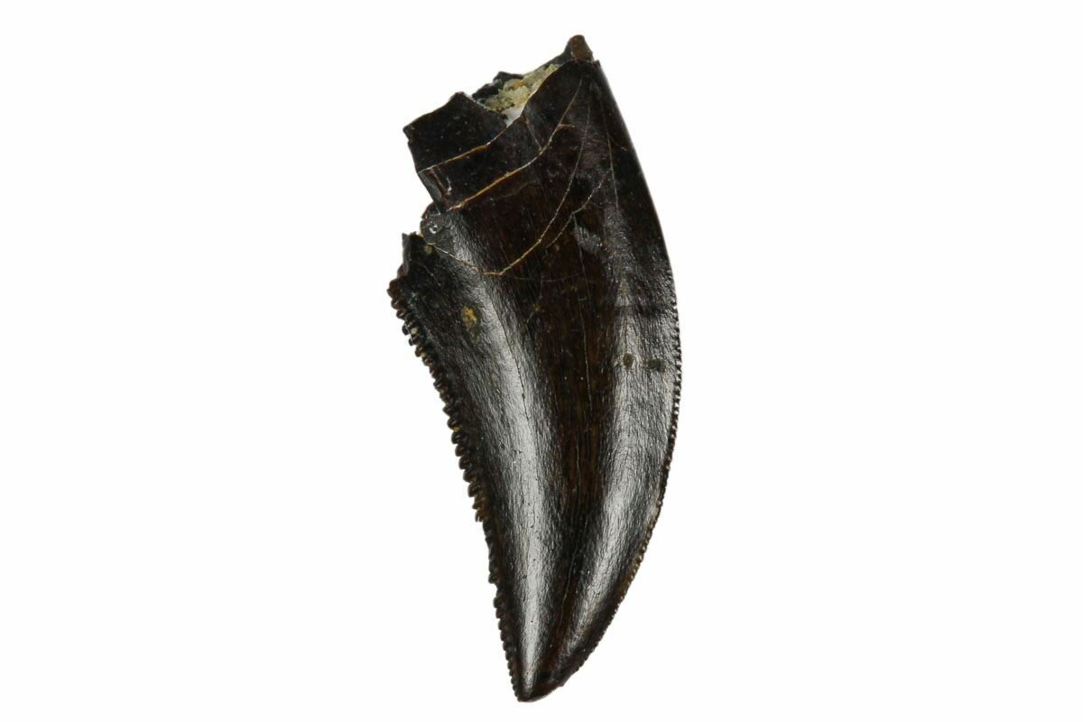 dromaeosaur tooth