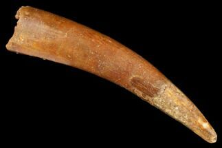 Large, Fossil Pterosaur (Siroccopteryx) Tooth - Morocco #183697