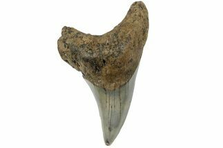 Rare, Fossil Mackerel Shark (Parotodus) Tooth - North Carolina #182695