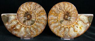 Beautiful / Cut Ammonite Fossil #11788