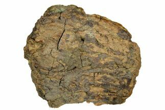Fossil Ankylosaurid Ungual (Claw) Bone - Montana #183999