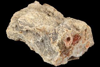 2.6" Petrified Wood (Araucaria) Limb - Madagascar  - Fossil #184195