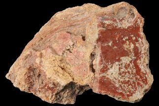 3.3" Petrified Wood (Araucaria) Limb - Madagascar  - Fossil #184205