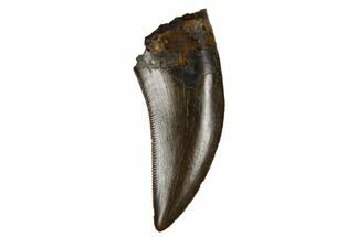 Beautifully, Serrated Tyrannosaur Tooth - Judith River Formation #184595