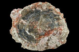 10.9" Petrified Wood (Araucaria) Round With Fungal Rot - Arizona - Fossil #184710