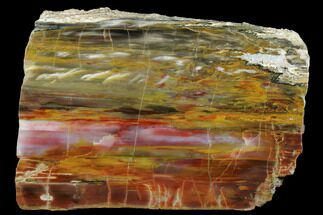 Colorful, Polished Petrified Wood Slab - Arizona #184714